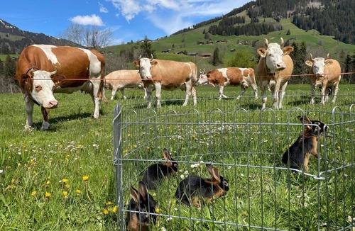 Zweisimmen Nr Gstaad Apartment | Alpenchalet Spiher Parterre by Interhome