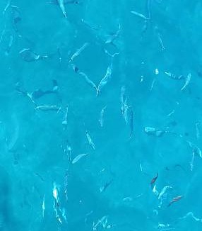 Portoferraio Apartment | ELEGANTISSIMO APPARTAMENTO DIRETTAMENTE SUL MARE SPIAGGIA LE GHIAIE 6 posti letto