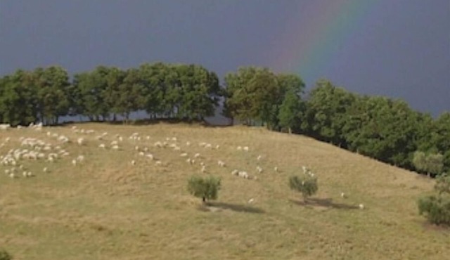 Basilico, Agriturismo Ca'Mazzetto, Organic farmhouse in Franciscan peace trail