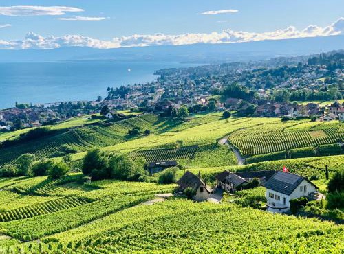 #Lavaux