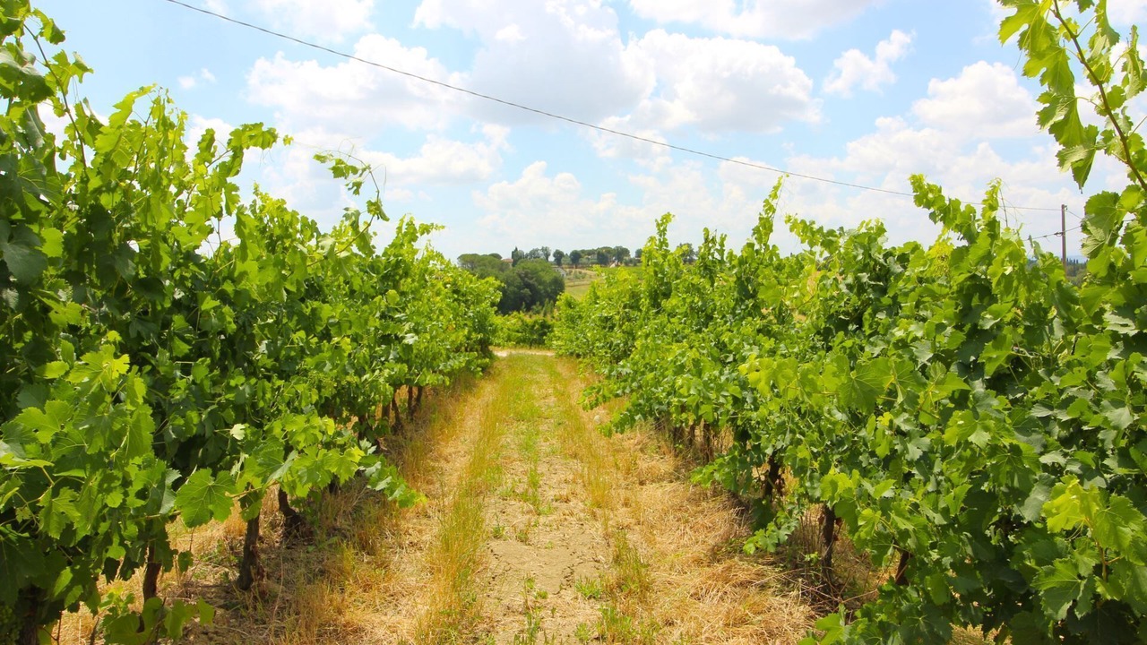 Photo of Outdoor in Foiano della Chiana