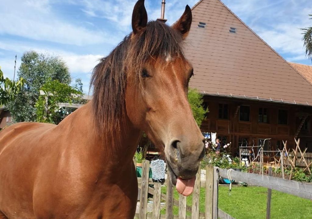 Photo of Others in Rohrbachgraben