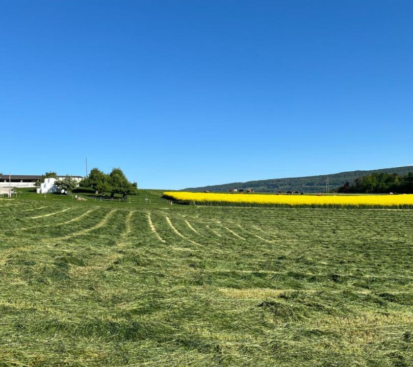 Photo of Others in Schneisingen