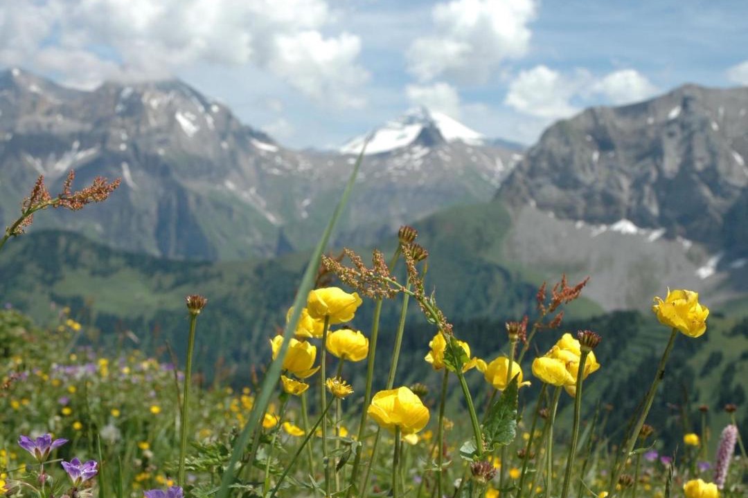 Photo of Others in Adelboden