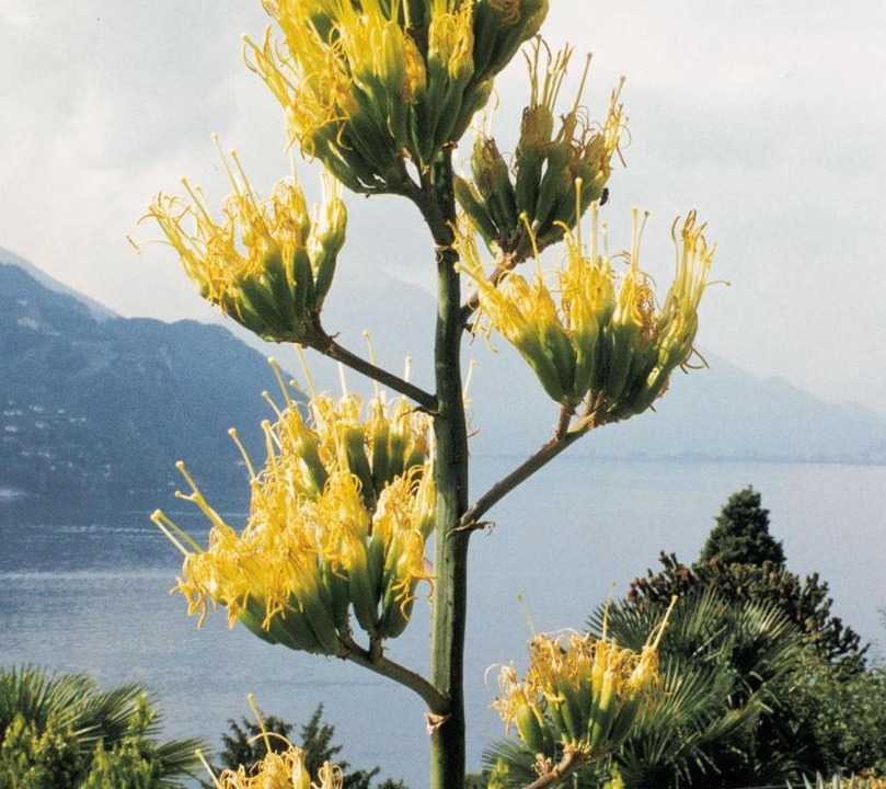 Photo of Others in Castagnola