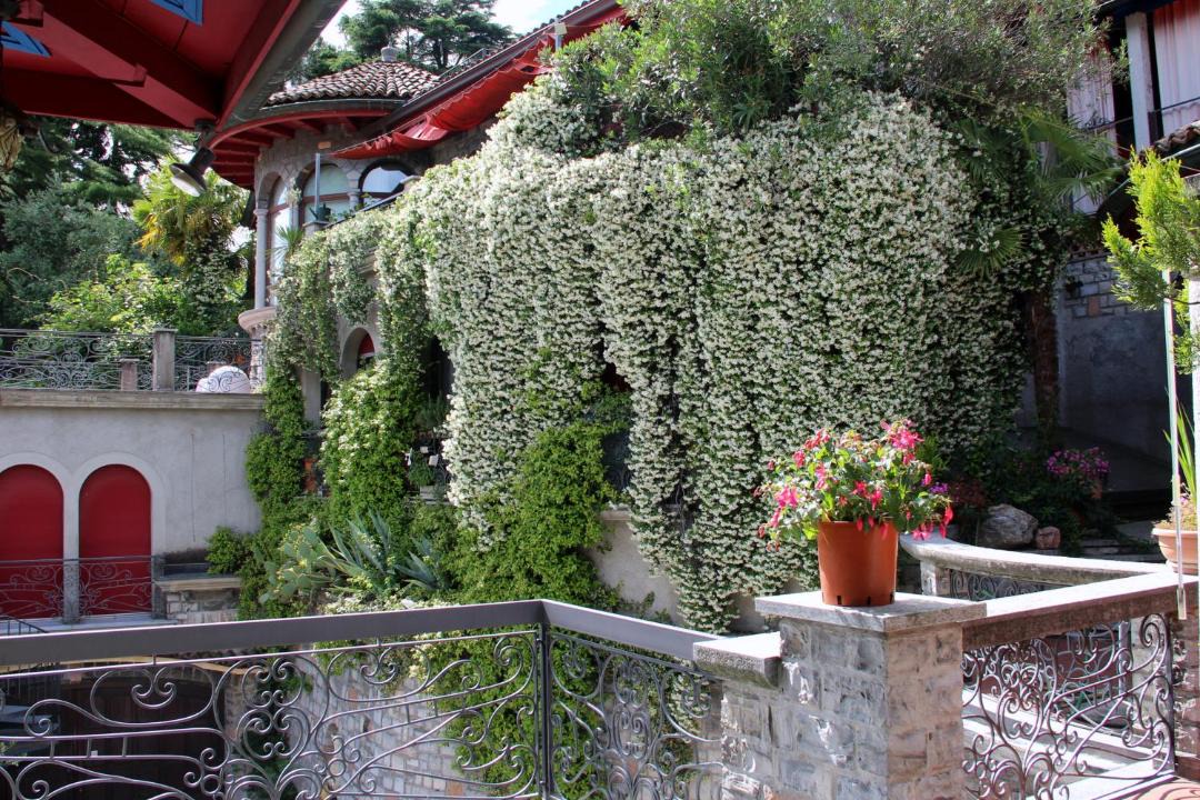 Photo of Others in Castagnola